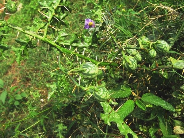 Solanum virginianum L.