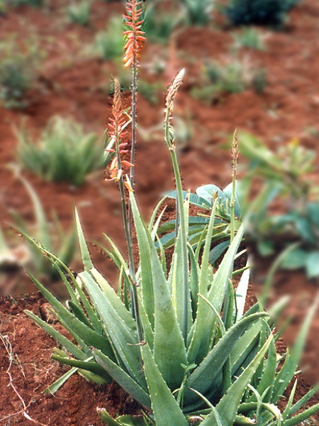 Aloe vera (L.) Burm.f.