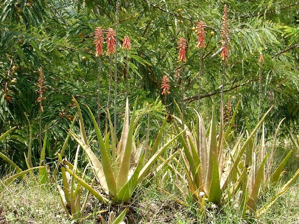 Aloe vera (L.) Burm.f.
