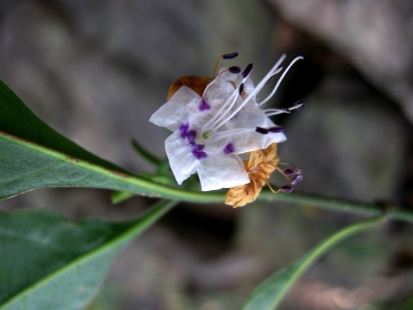 Strobilanthes ciliatus (Nees) Bremek.