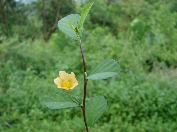 Sida alnifolia L.