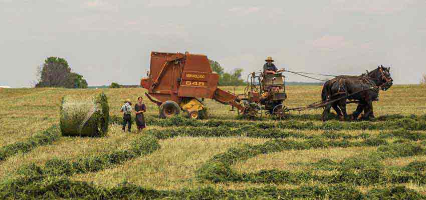 Vegetable Farm