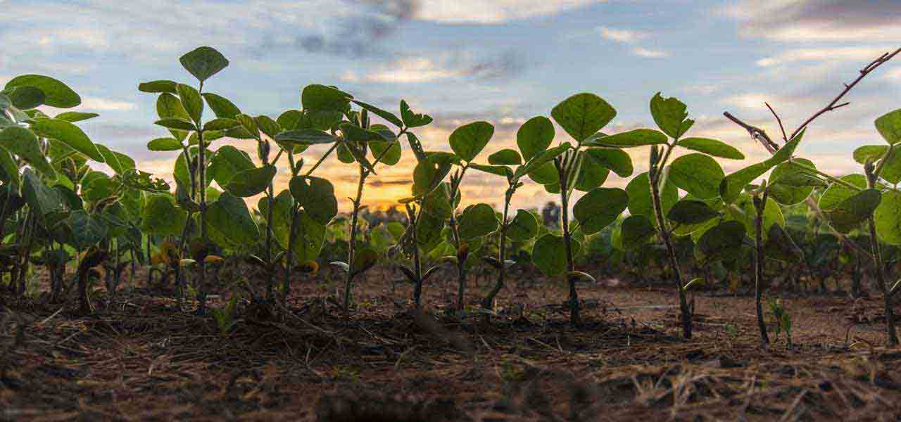 Vegetable Farm